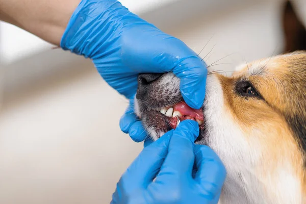 Φροντιστής Εκτελεί Διαδικασία Για Την Αφαίρεση Του Ταρτάρ Ένα Σκύλο — Φωτογραφία Αρχείου
