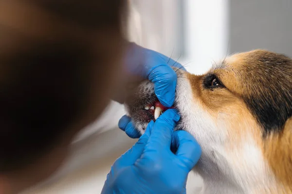 Φροντιστής Εκτελεί Διαδικασία Για Την Αφαίρεση Του Ταρτάρ Ένα Σκύλο — Φωτογραφία Αρχείου