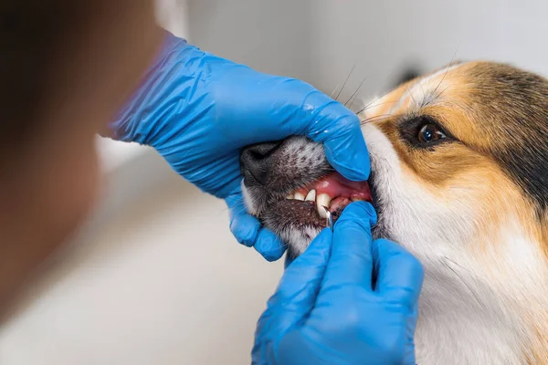 サロンのペットケア衛生のサロンペットケアでタルトを除去するための手順を実行する 動物の口のクローズアップ — ストック写真