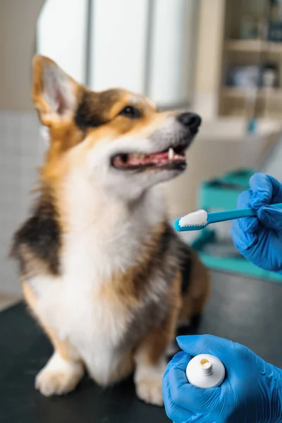 Groomer Vymačkává Speciální Profesionální Pastu Štětec Pro Postup Čištění Zubů — Stock fotografie