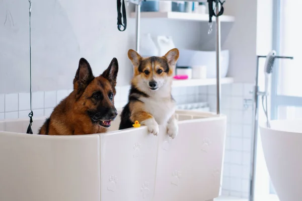 Cute Big Shepherd Corgi Dog Grooming Salon Big Bathroom Washing — Stock Photo, Image