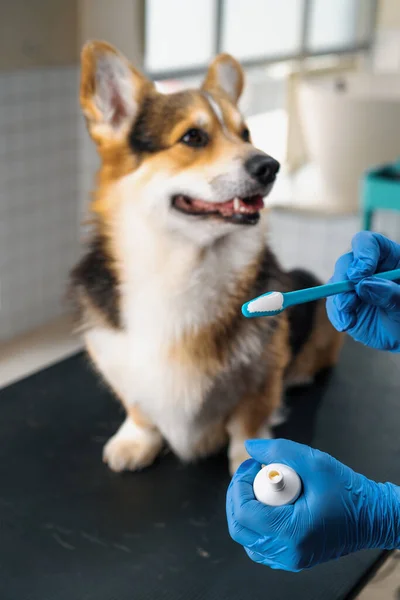 Kosmetyczka Wyciska Specjalną Profesjonalną Pastę Szczotce Zabiegu Mycia Zębów Psa — Zdjęcie stockowe