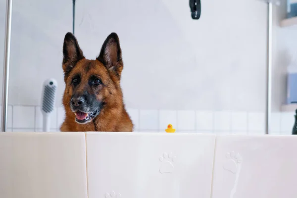Cute Big Shepherd Dog Grooming Salon Big Bathroom Washing Pet — Stock Photo, Image