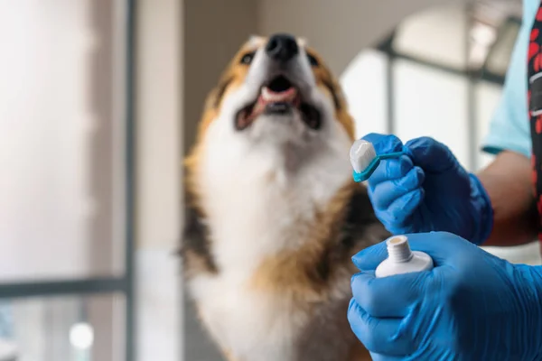 サロンペットケアのクローズアップ衛生でコルギ犬の歯を磨く手順のためのブラシに特別な専門のペーストを絞ります — ストック写真