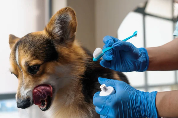 サロンペットケアのクローズアップ衛生でコルギ犬の歯を磨く手順のためのブラシに特別な専門のペーストを絞ります — ストック写真