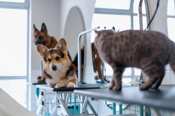 Animals Salon Start Grooming Haircuts Corgi Dogs Shepherd Dogs Cats — Stock Photo, Image