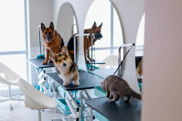 Dieren Salon Voor Het Begin Van Verzorging Kapsels Van Corgi — Stockfoto