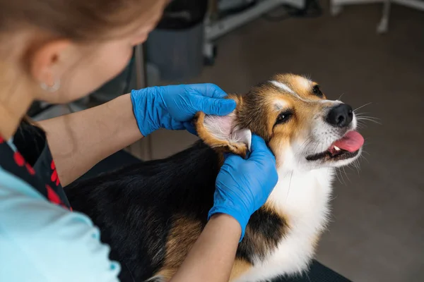 Groomer Καθαρίζει Προσεκτικά Αυτιά Του Ένα Corgi Σκυλί Βαμβάκι Μαλλί — Φωτογραφία Αρχείου