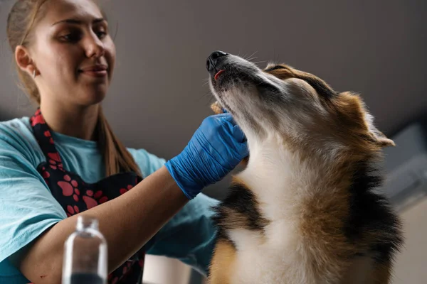 groomer carefully cleans the ears of a corgi dog with cotton wool in professional salon pet care close-up hygiene procedure
