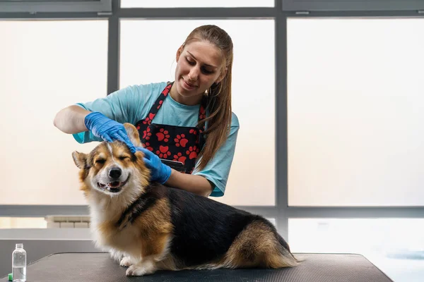 young girl groomer carefully cleans the ears of a corgi dog with cotton wool in professional salon pet care close-up hygiene procedure