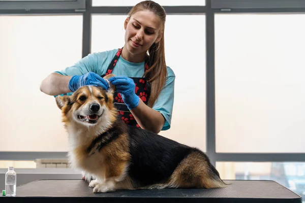 young girl groomer carefully cleans the ears of a corgi dog with cotton wool in professional salon pet care close-up hygiene procedure