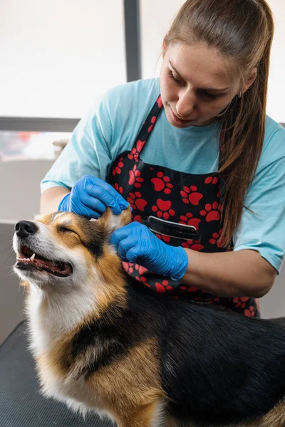 Νεαρή Κοπέλα Groomer Καθαρίζει Προσεκτικά Αυτιά Ενός Σκύλου Corgi Μαλλί — Φωτογραφία Αρχείου