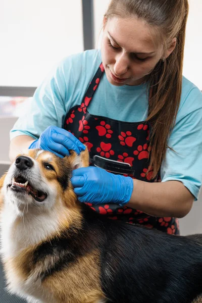 プロのサロンペットケアのクローズアップ衛生手順でコルギの犬の耳を慎重にきれいにする — ストック写真