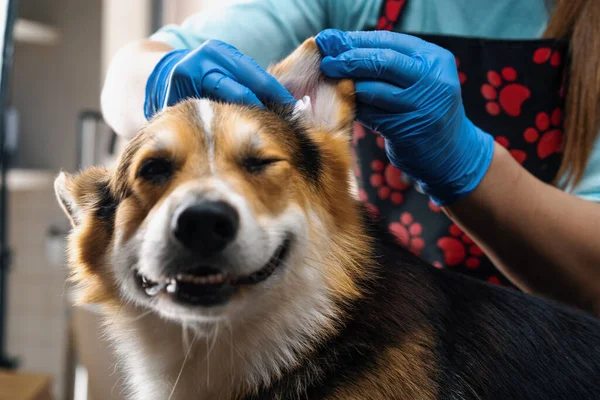 groomer carefully cleans the ears of a corgi dog with cotton wool in professional salon pet care close-up hygiene procedure