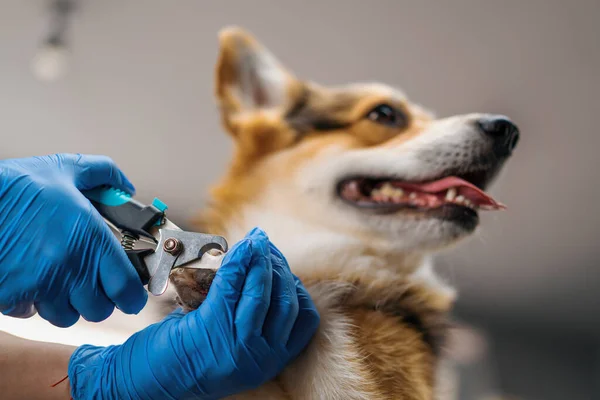 Girl Groomer Carefully Trims Claws Corgi Dog Tongs Professional Salon — Stock Photo, Image