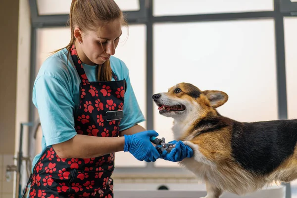 Young Girl Groomer Carefully Trims Claws Corgi Dog Tongs Professional — Stock Photo, Image