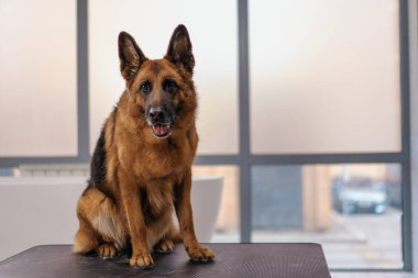 Büyük, tatmin olmuş bir çoban köpeğinin portresi. Bakım salonundaki ya da klinikteki evcil hayvan bakım prosedürlerinden sonra.