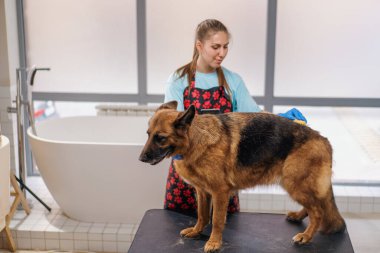 Genç bir kız kuaför profesyonel kuaför evcil hayvan bakımında çoban köpeğinin kürkünü dikkatlice tarıyor.