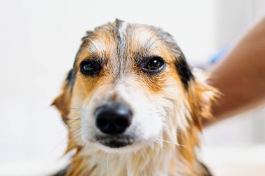 Bir tımarcı banyoda özel bir şampuanla ıslak bir hayvanın kuaför kuaföründeki portresini yıkar.