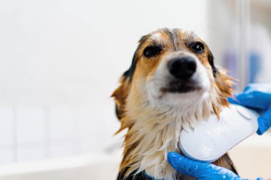 Bir tımarcı banyoda özel bir şampuanla ıslak bir hayvanın kuaför kuaföründeki portresini yıkar.