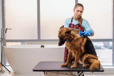 Genç bir kız kuaför profesyonel kuaför evcil hayvan bakımında çoban köpeğinin kürkünü dikkatlice tarıyor.