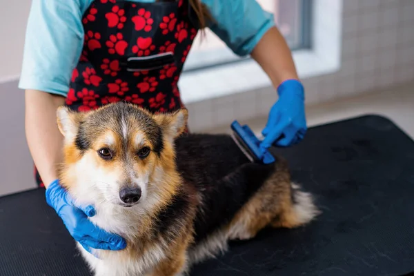 Groomer Carefully Combs Fur Corgi Dog Special Brush Professional Pet — Stock Photo, Image