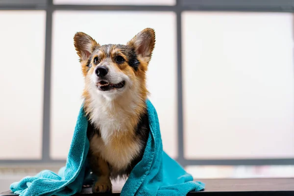Portrait Small Cute Fluffy Corgi Dog Beauty Salon Towel Washing — Stock Photo, Image