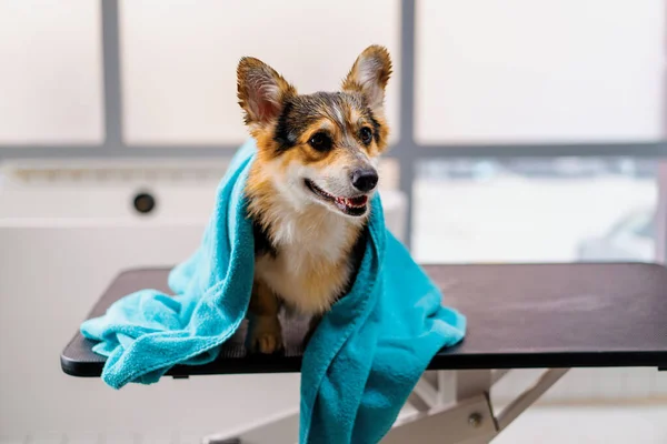 Portrait Small Cute Fluffy Corgi Dog Beauty Salon Towel Washing — Stock Photo, Image
