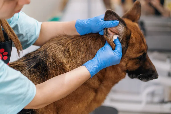 Der Pfleger Wischt Einem Schäferhund Der Professionellen Tierpflege Und Hygienesalon — Stockfoto