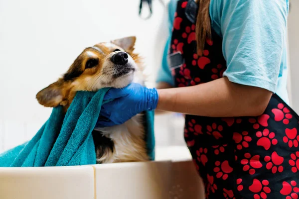 groomer wipes a corgi dog with a towel in the bathroom after washing in a grooming salon pet care portrait of wet animal