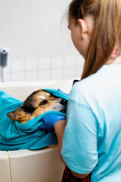 Groomer Σκουπίζει Ένα Corgi Σκυλί Μια Πετσέτα Στο Μπάνιο Μετά — Φωτογραφία Αρχείου