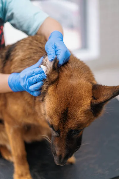 Groomer Σκουπίζει Καλά Αυτιά Ενός Σκύλου Βοσκός Βαμβάκι Μαλλί Στην — Φωτογραφία Αρχείου