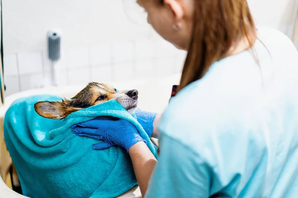 Groomer Σκουπίζει Ένα Corgi Σκυλί Μια Πετσέτα Στο Μπάνιο Μετά — Φωτογραφία Αρχείου