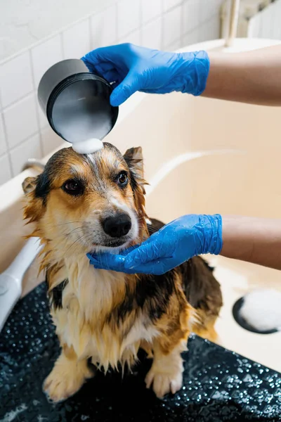 トイレでコルジ犬を洗い流す ぬれた動物のグルーミングサロンペットケアの肖像画で特別なシャンプーで — ストック写真