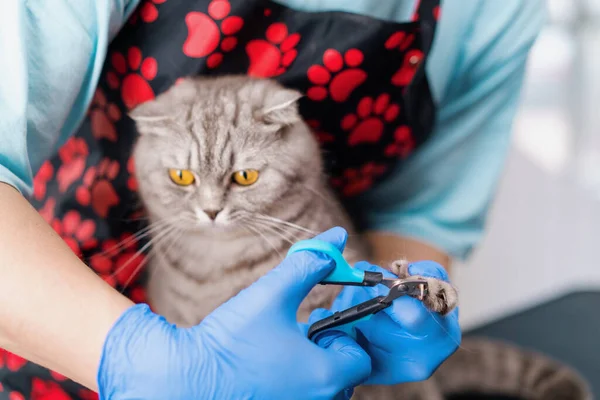 Bir tımarcı, kedi pençelerini özel bir alet hijyen prosedürüyle keser. Bir hayvan portresi.