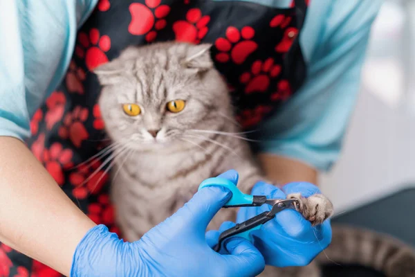 Peluquero Recorta Las Garras Gato Con Procedimiento Especial Higiene Herramientas —  Fotos de Stock