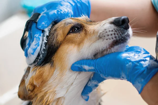 Groomer Washes Corgi Dog Bathroom Special Shampoo Grooming Salon Pet — Stock Photo, Image