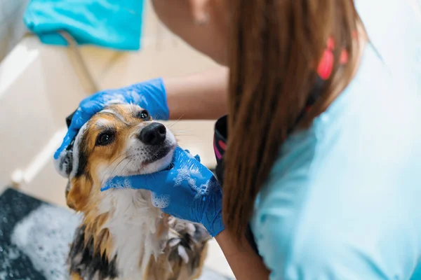 Groomer Lava Cão Corgi Banheiro Com Shampoo Especial Salão Arrumação — Fotografia de Stock