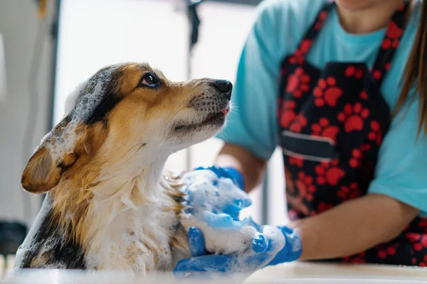 トイレでコルジ犬を洗い流す ぬれた動物のグルーミングサロンペットケアの肖像画で特別なシャンプーで — ストック写真
