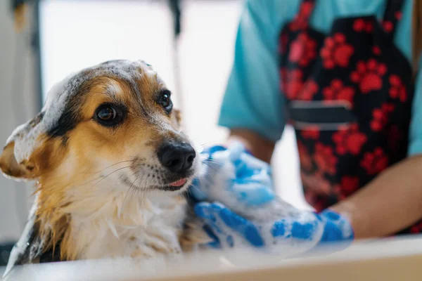 a groomer washes corgi dog in the bathroom with a special shampoo in a grooming salon pet care portrait of a wet animal