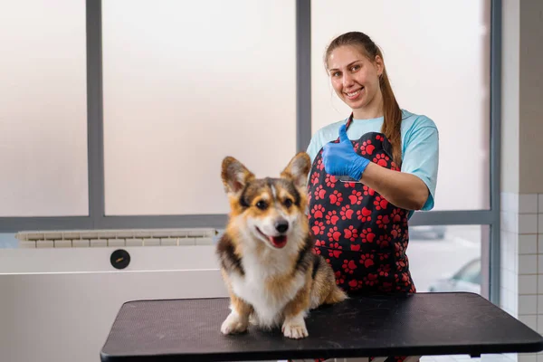 Portrait Qualified Professional Groomer Girl Showing Super Sign Corgi Dog — Stock Photo, Image