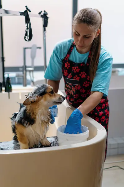 Groomer Washes Corgi Dog Bathroom Special Shampoo Grooming Salon Pet — Stock Photo, Image