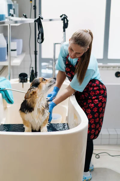 Ein Pfleger Wäscht Einen Corgi Hund Badezimmer Mit Einem Speziellen — Stockfoto