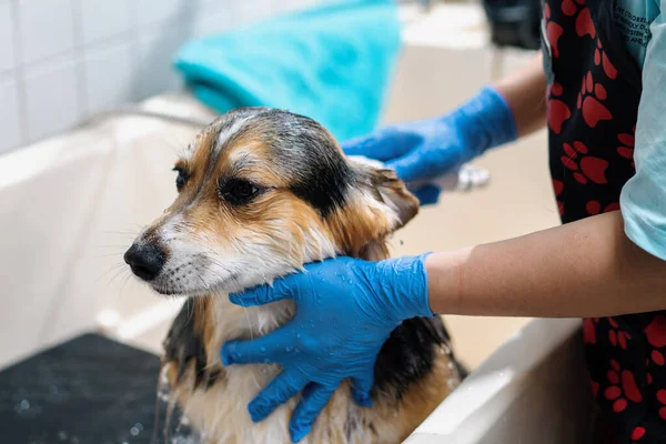 Ein Pfleger Wäscht Corgi Hund Badezimmer Mit Einem Speziellen Shampoo — Stockfoto