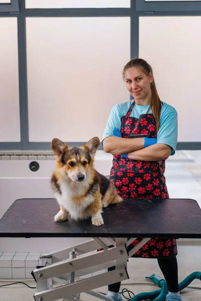 Portrait Qualified Female Groomer Corgi Dog Finishing Grooming Procedures Salon — Stock Photo, Image