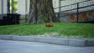 Küçük tüylü kırmızı sincap insanlar arasında yazın vahşi bir hayvan gibi parkta koşuyor.