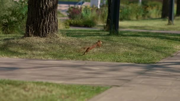 小毛茸茸的红松鼠在公园里奔跑 夏天的野生动物在人群中 — 图库视频影像