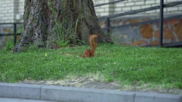 Λίγο Αφράτο Κόκκινο Σκίουρος Τρέχει Στο Πάρκο Της Πόλης Καλοκαίρι — Αρχείο Βίντεο