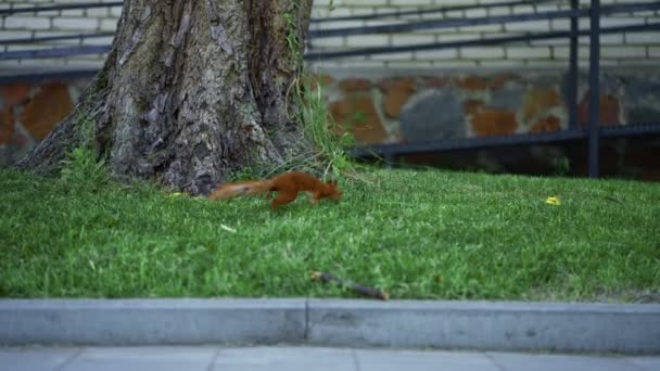 小毛茸茸的红松鼠在公园里奔跑 夏天的野生动物在人群中 — 图库视频影像