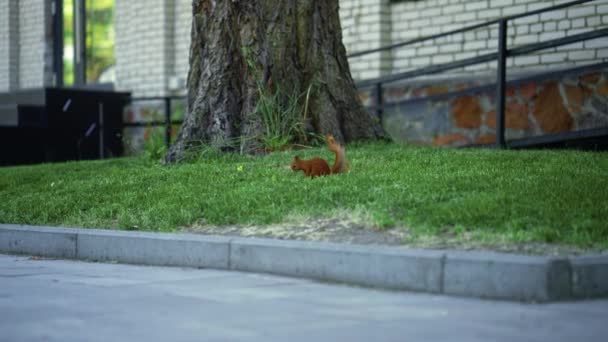 Kleine Pluizige Rode Eekhoorn Loopt Stadspark Zomer Wild Dier Onder — Stockvideo
